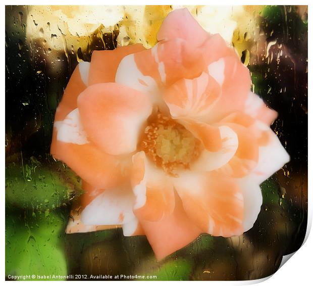 Camellia Flower Print by Isabel Antonelli