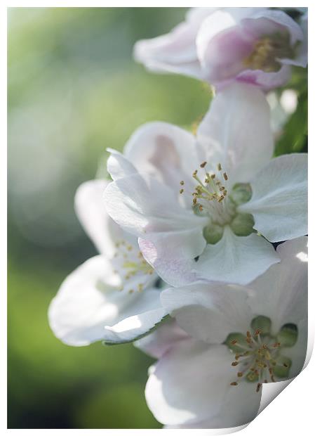 Soft Spring Blossom Print by J Lloyd