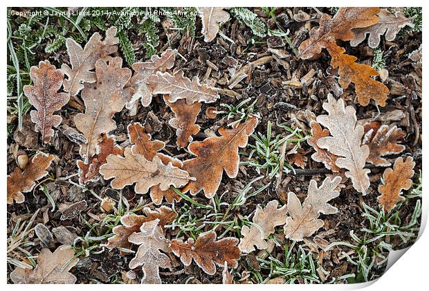 Frosty Oak Leaves Print by J Lloyd