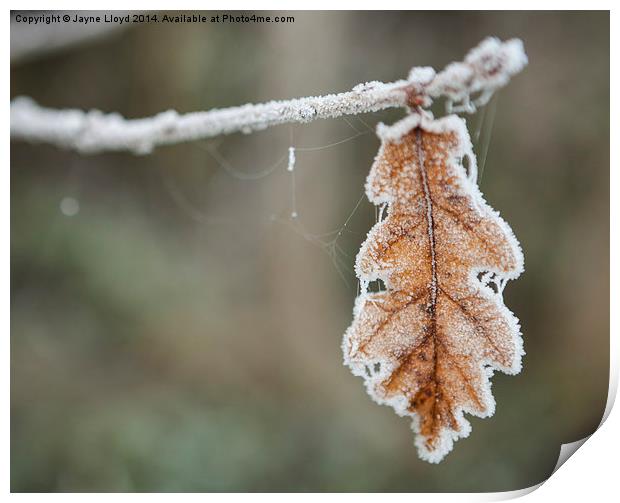 Frosted Leaf in Isolation Print by J Lloyd