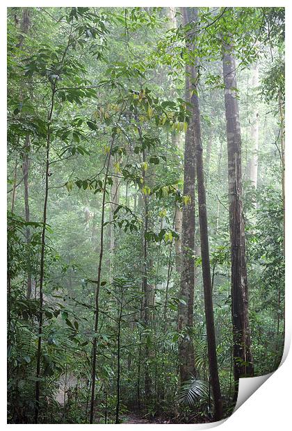 Bukit Timah Nature Reserve Singapore Print by J Lloyd