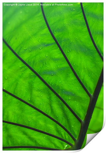 Wet green leaf Print by J Lloyd