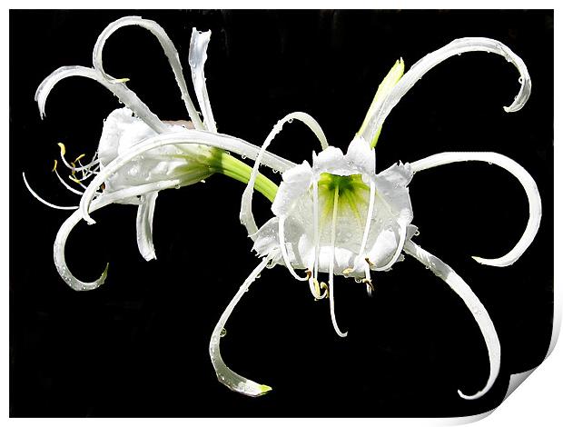 exotic lilys Print by elvira ladocki