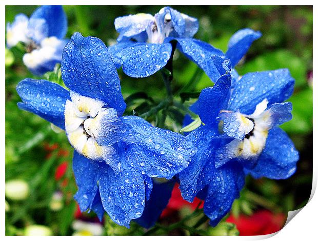 blue flowers Print by elvira ladocki