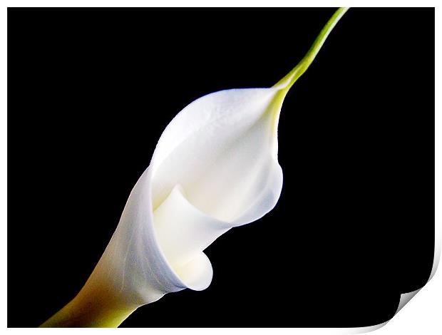 white flower Print by elvira ladocki