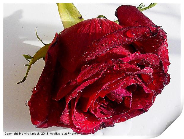red rose Print by elvira ladocki