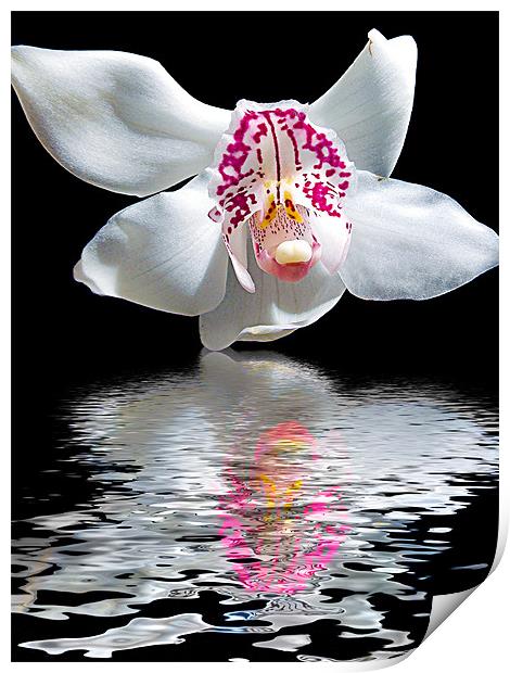 780-orchid with the reflections Print by elvira ladocki