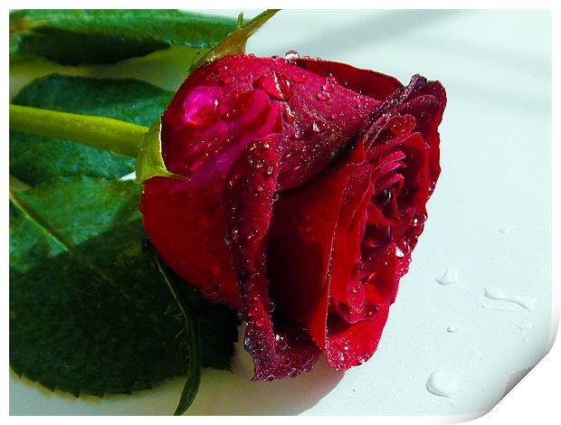 9041-red rose Print by elvira ladocki