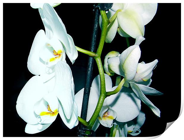 1150-white orchid Print by elvira ladocki
