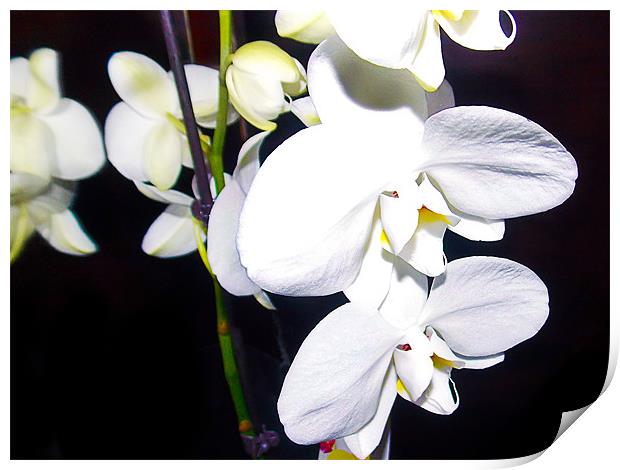 1152-white orchid Print by elvira ladocki