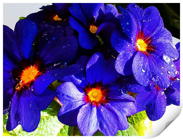 1180-blue flower Print by elvira ladocki