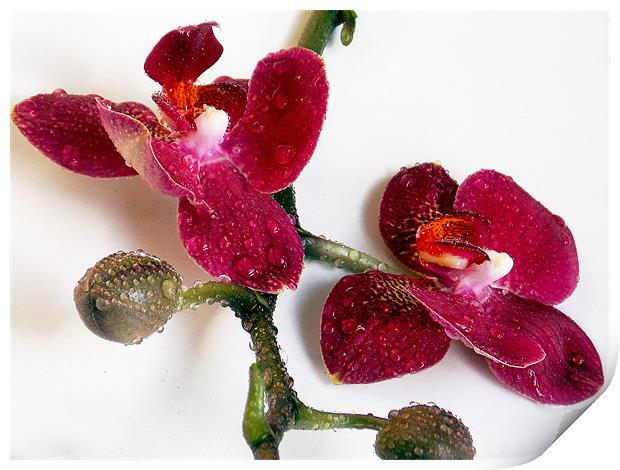 1224-beauty orchid Print by elvira ladocki