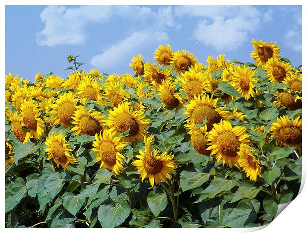 1944-sunflowers field Print by elvira ladocki