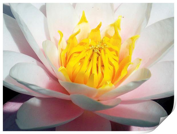 1988-nice waterlily Print by elvira ladocki