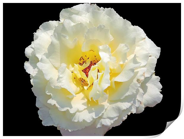 2168-white rose Print by elvira ladocki