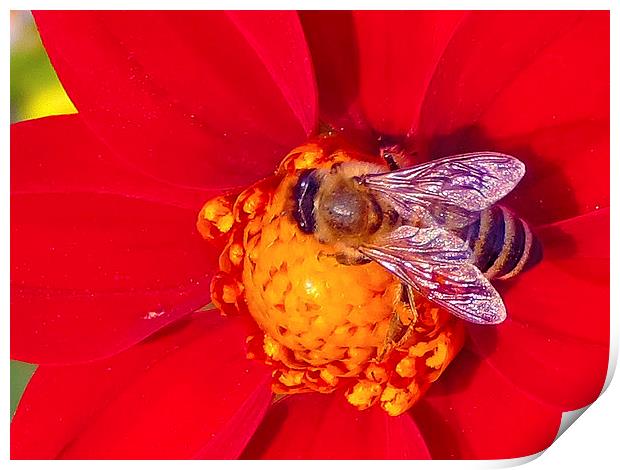 2176-insect on the dahlia Print by elvira ladocki