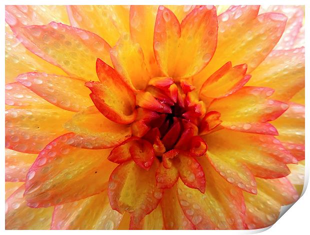 beauty dahlia Print by elvira ladocki