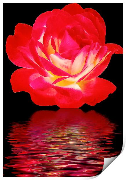 2283-beauty rose Print by elvira ladocki
