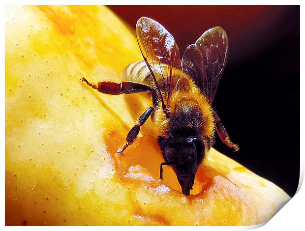 2299-bee on pear Print by elvira ladocki