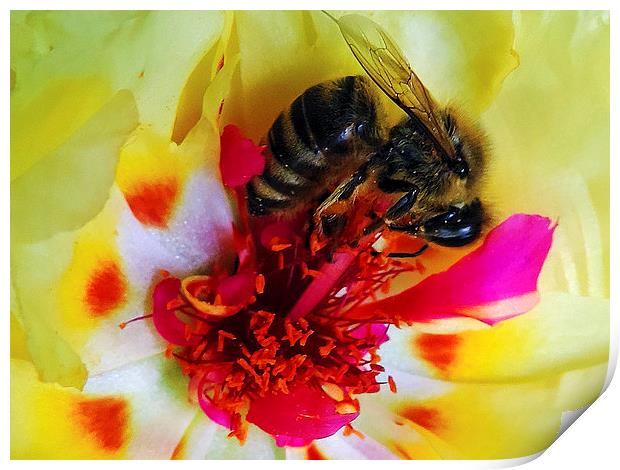 BEE ON FLOWER Print by elvira ladocki