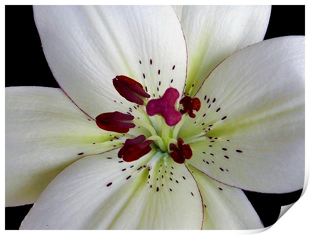 white lily close up Print by elvira ladocki