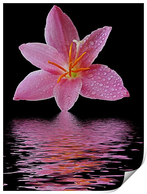 2502-pink flower Print by elvira ladocki