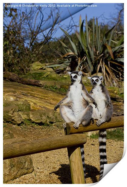 Ring-tailed lemur Print by Christopher Kelly
