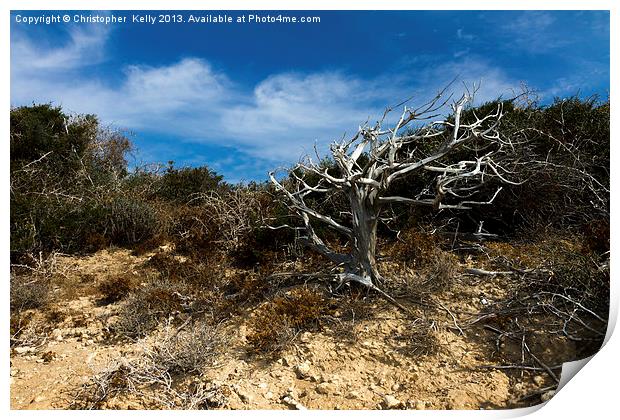 wind swept 2 Print by Christopher Kelly