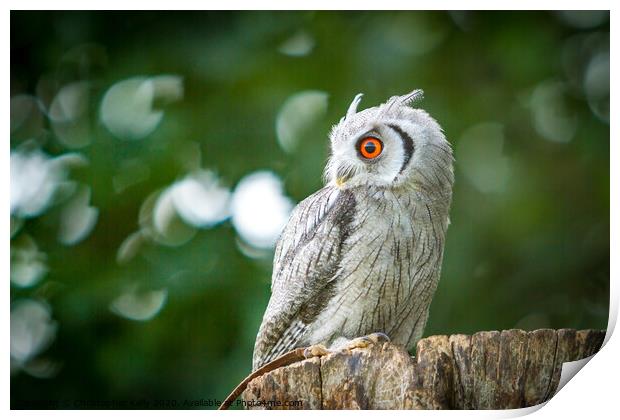 Owlbin Print by Christopher Kelly