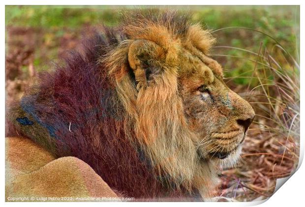 The Majestic Asian Lion Print by Luigi Petro