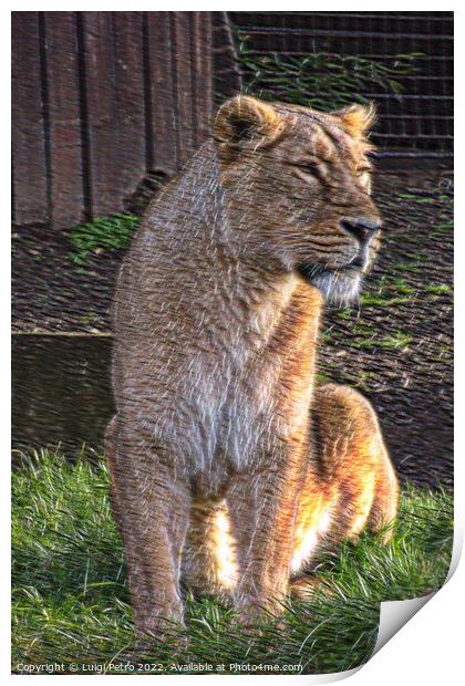 Lioness at the London Zoo, London, United Kingdom Print by Luigi Petro