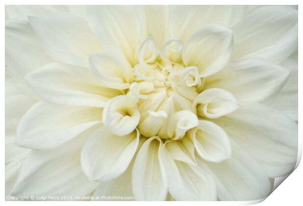 Beautiful soft fresh white rose close up. Print by Luigi Petro
