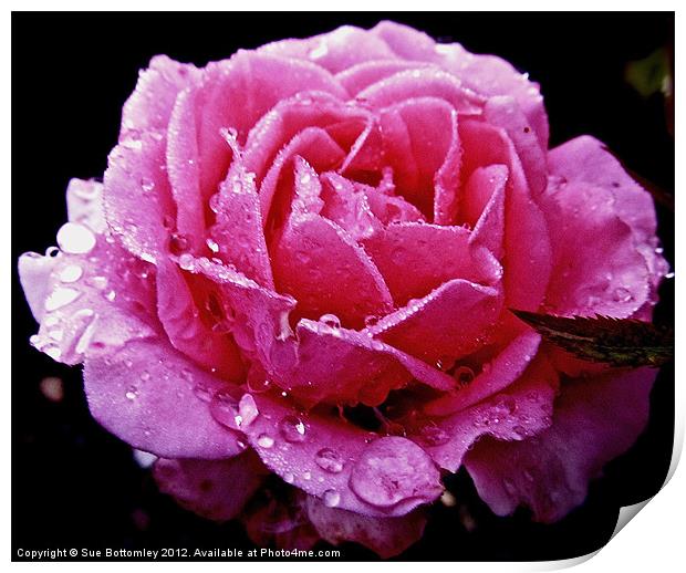 Pink rose after the rain Print by Sue Bottomley