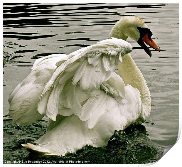 Swan in motion Print by Sue Bottomley