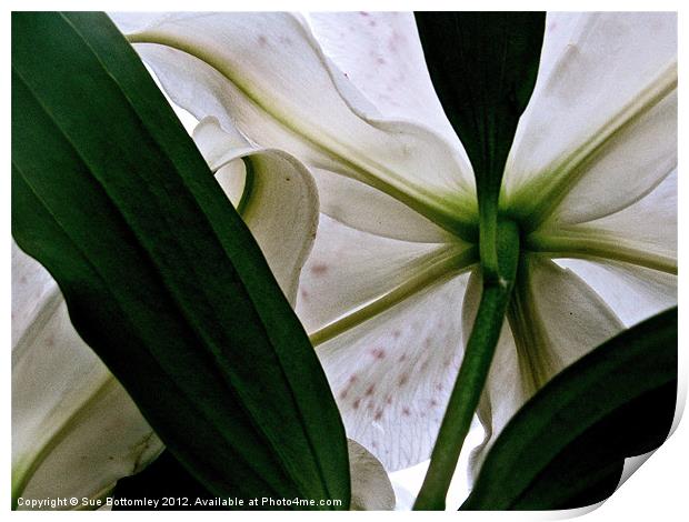 View from under white Lily Print by Sue Bottomley