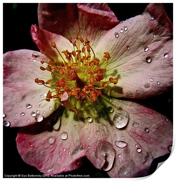 Flower after the rain Print by Sue Bottomley