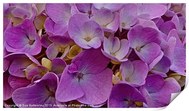 Purple Hydrangea up close Print by Sue Bottomley