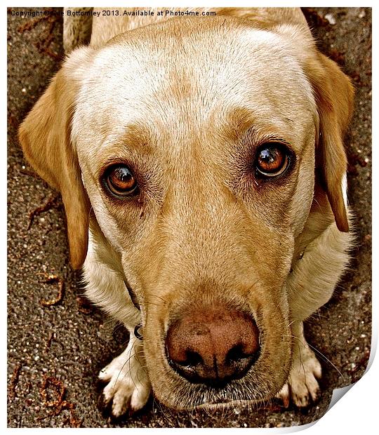 Labrador pleading eyes Print by Sue Bottomley