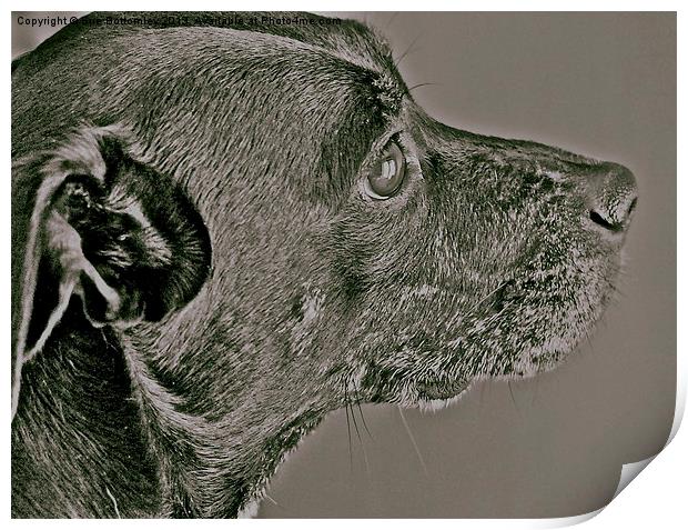 Staffy/Whippet Cross Print by Sue Bottomley