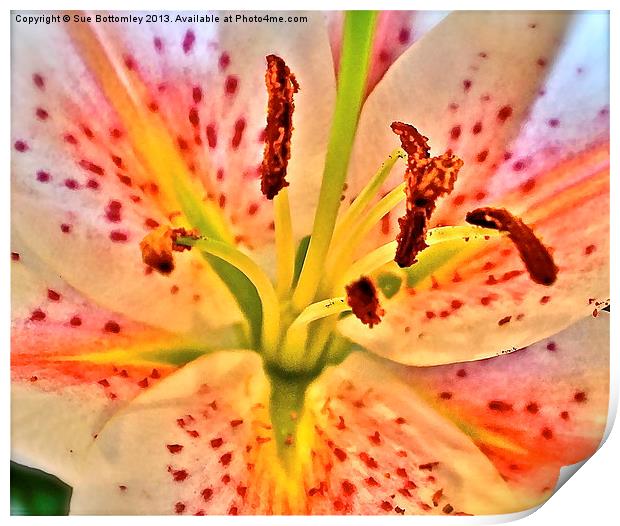 Lily flower Print by Sue Bottomley