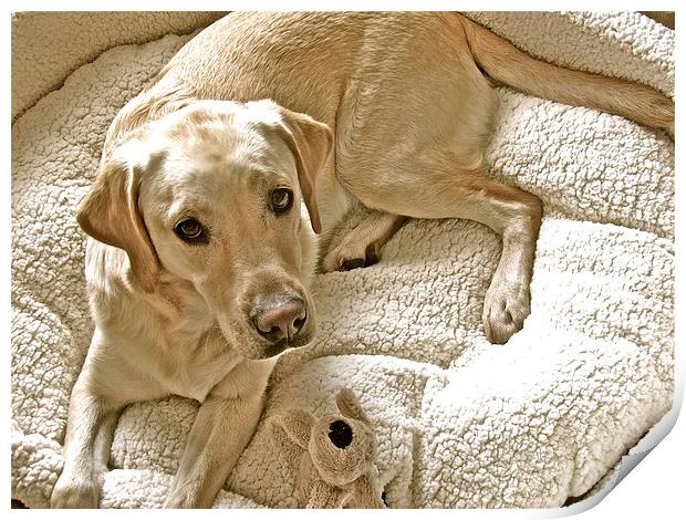 Labrador ready for bedtime Print by Sue Bottomley