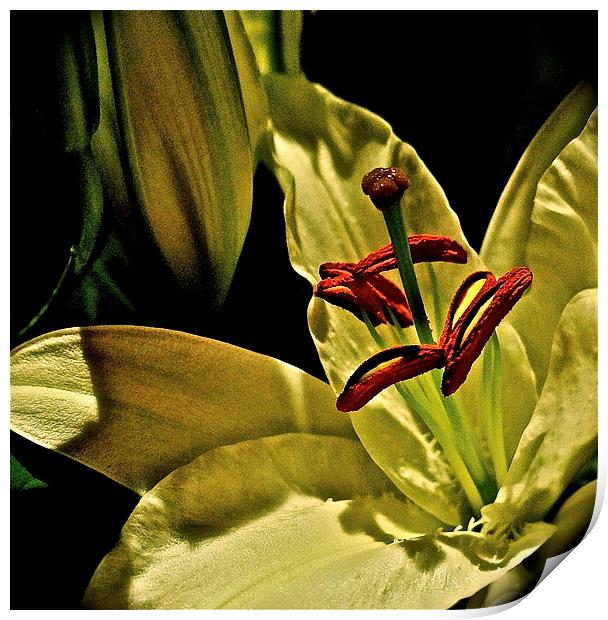Soft textured Lily Print by Sue Bottomley
