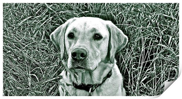 Labrador photograph black & white Print by Sue Bottomley
