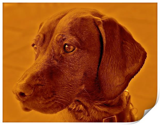 Amber the Vizsla dog Print by Sue Bottomley