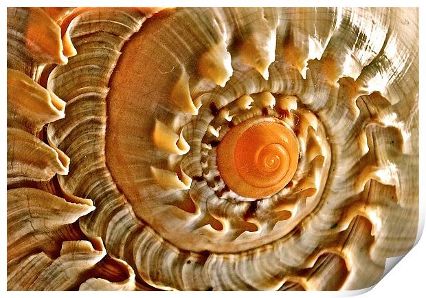 Sea Shell Print by Sue Bottomley