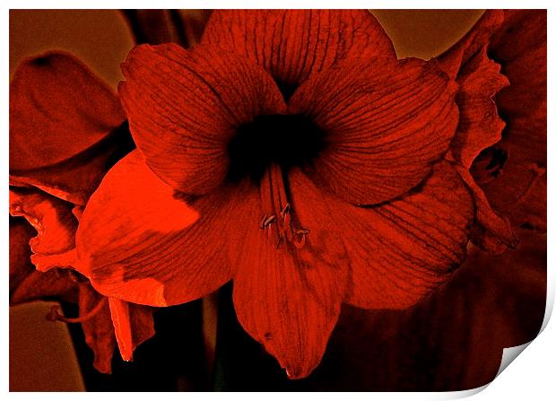 Amaryllis Flower Print by Sue Bottomley