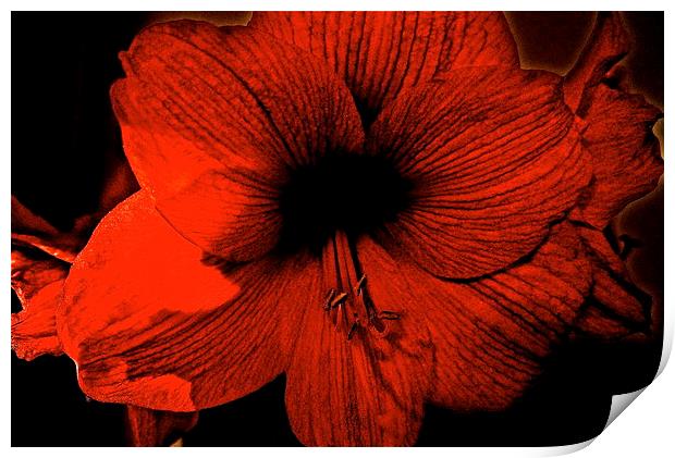 Amaryllis Flower Print by Sue Bottomley