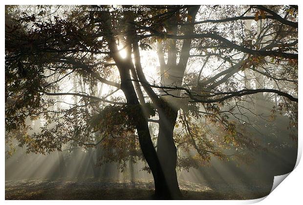  sun rays though the trees Print by Sue Bottomley