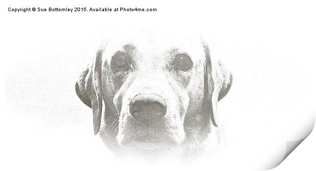  Four year old Golden Labrador Print by Sue Bottomley