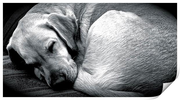  Sleeping Labrador dog  Print by Sue Bottomley